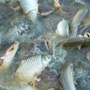 🐟 Élevage de Poissons