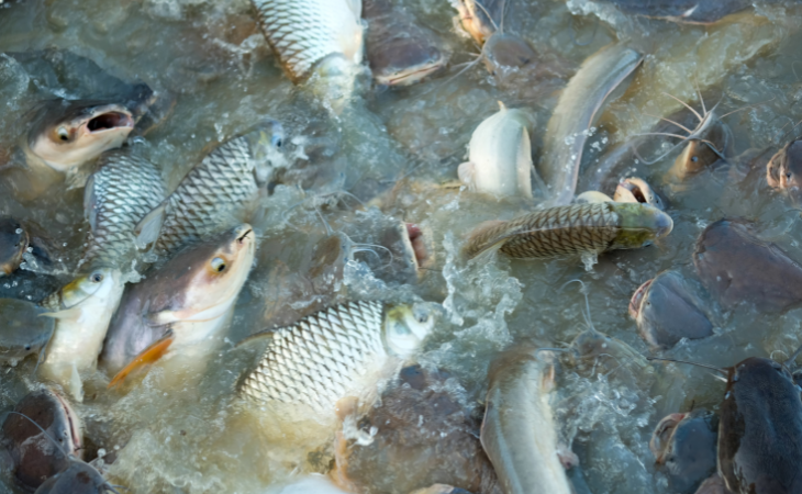 La pisciculture : une solution moderne pour renforcer la production alimentaire