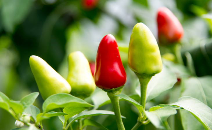 Pourquoi le piment attire de plus en plus de producteurs