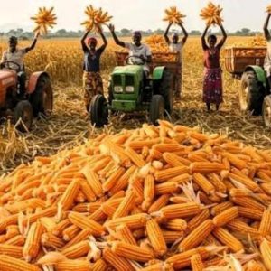 %f0%9f%8c%bd-projet-agricole-culture-du-mais