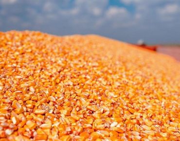 🌽 Projet Agricole : Culture du Maïs