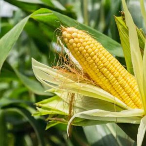 🌽 Projet Agricole : Culture du Maïs