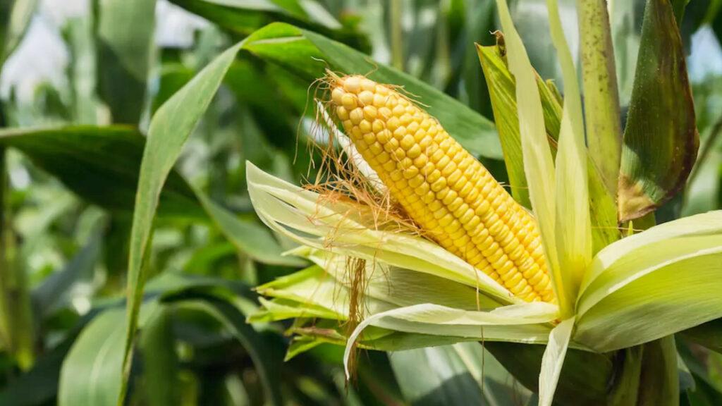 🌽 Projet Agricole : Culture du Maïs