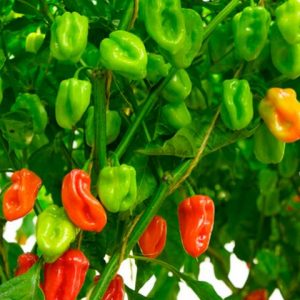 Projet Agricole : Culture du Piment 🌶️