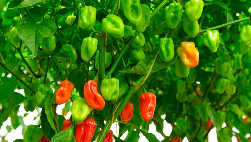 Projet Agricole : Culture du Piment 🌶️